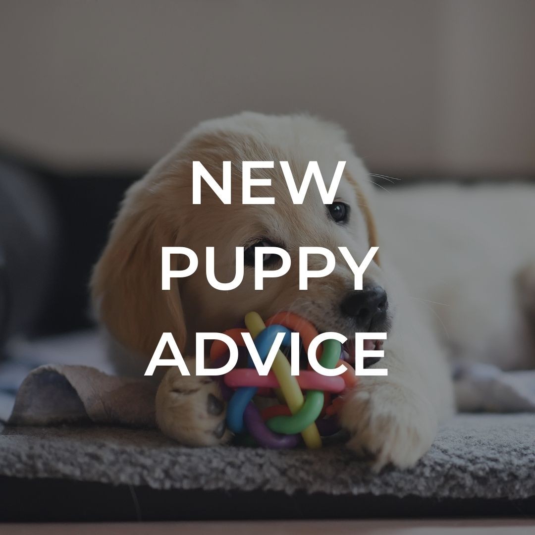 New Puppy Advice