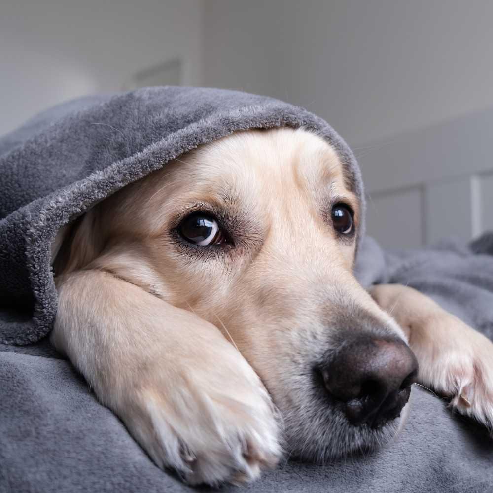 Dog hooded with a blanket