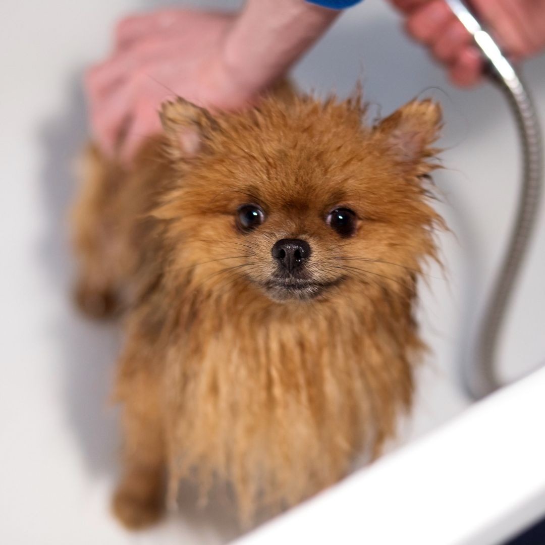 Pomeranian being washed