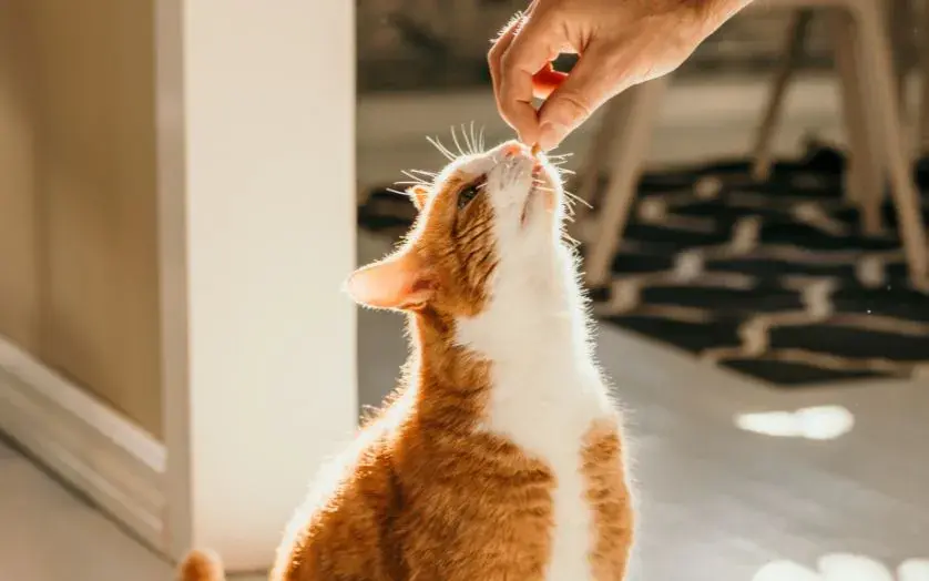 A hand extends a bowl of treats towards a cat, highlighting a nurturing moment between the person and the pet.