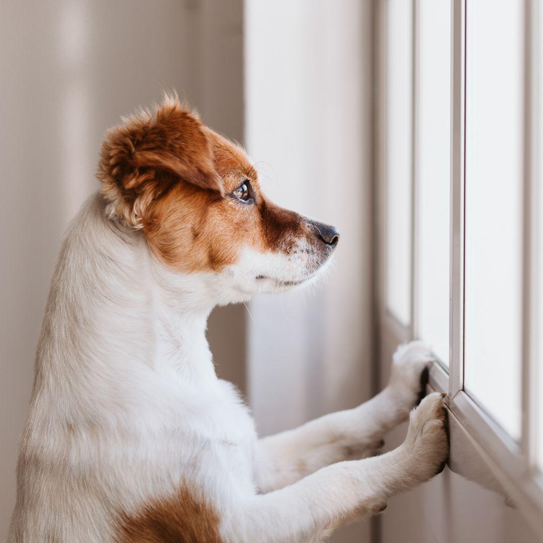 cute alone dog waiting for owner