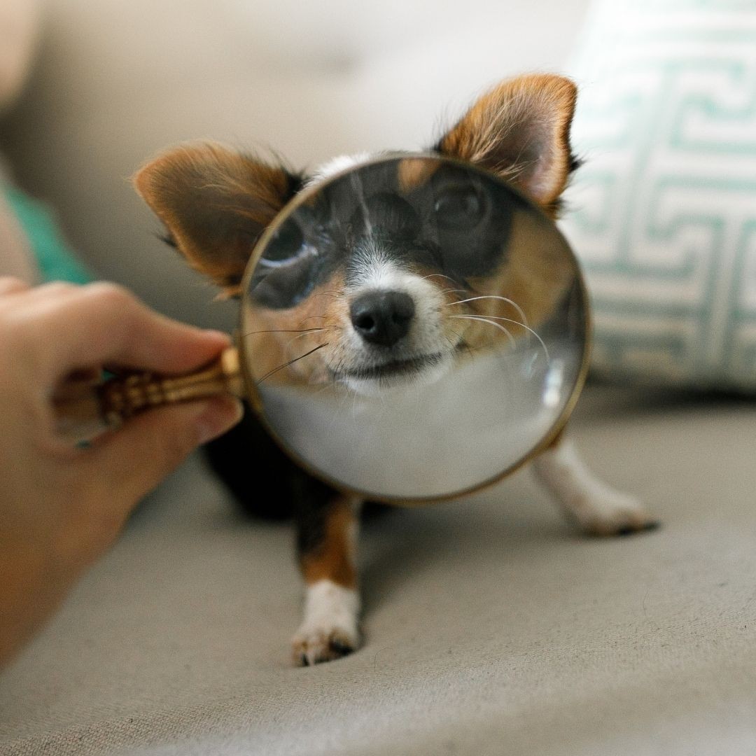 Dog viewed through a magnifying glass