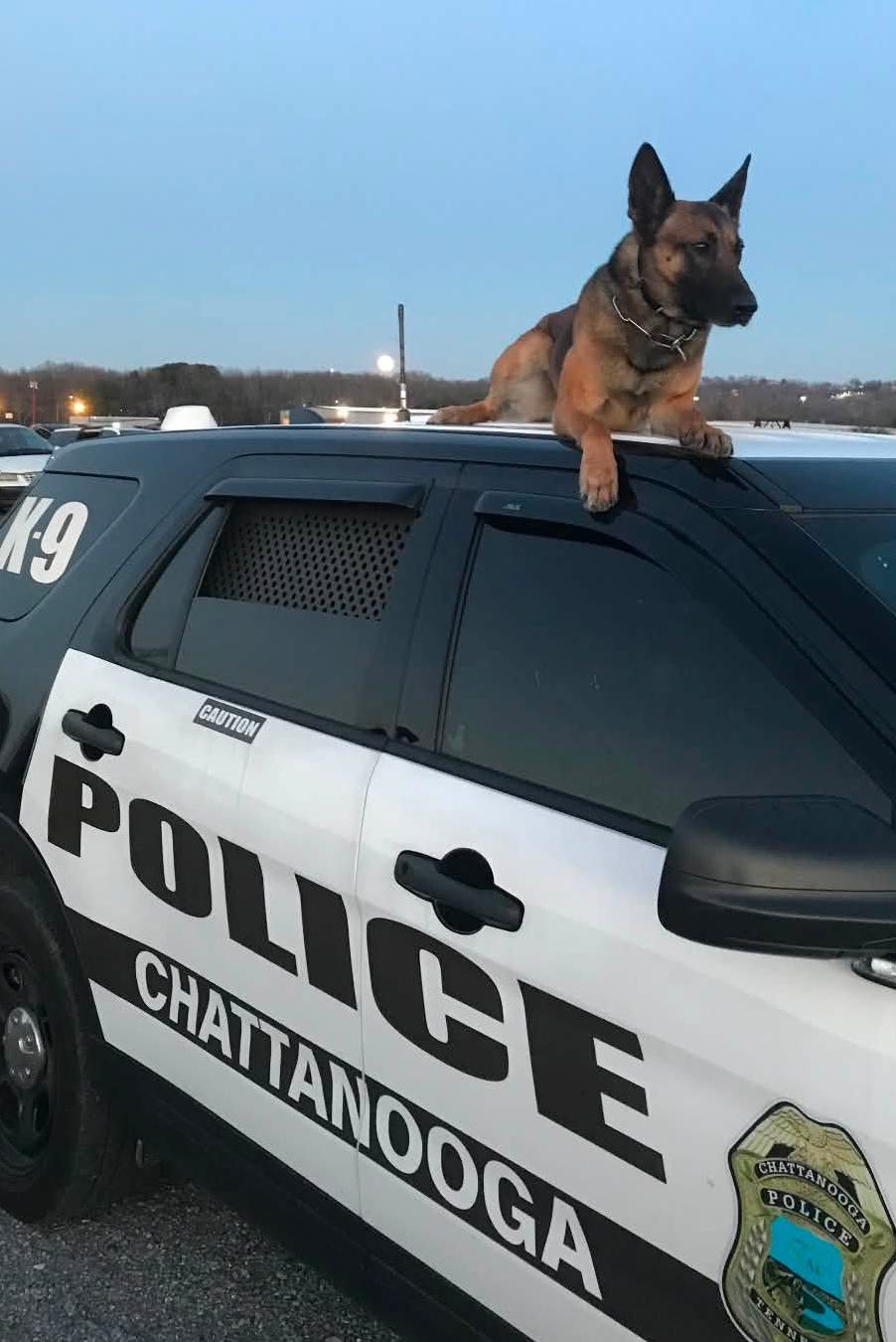 k9 burt on top of chattanooga police car