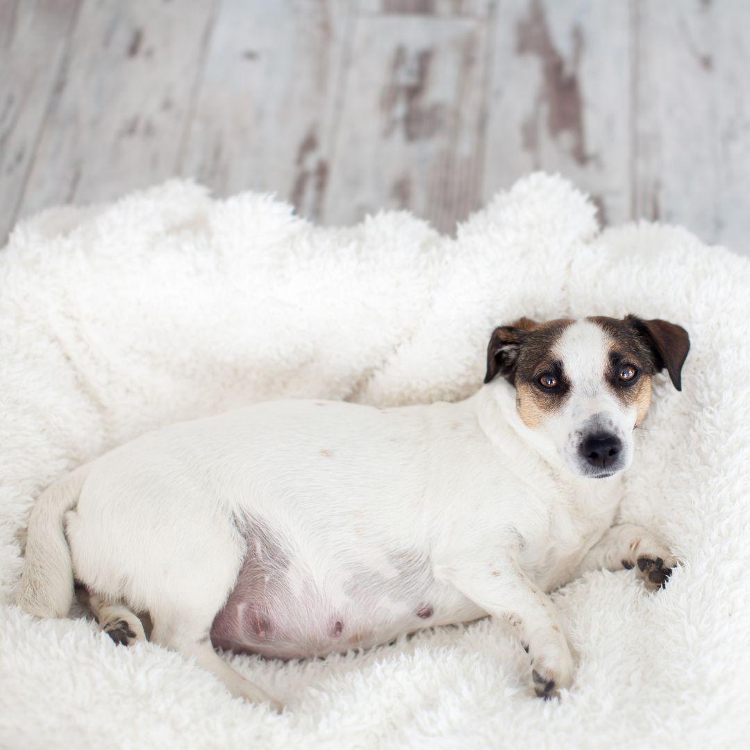 Pregnant dog lying in bed