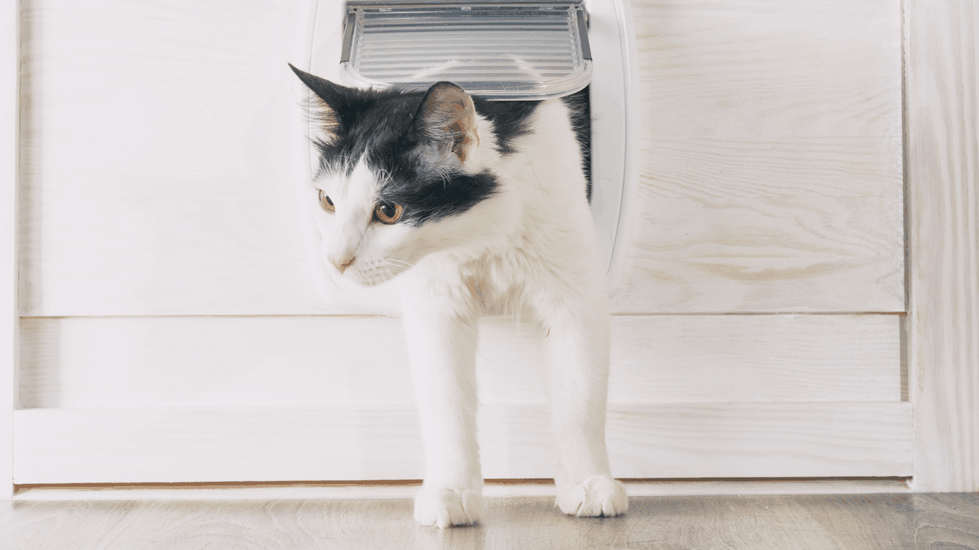 How to Keep Baby Out of Litter Box Door Buddy