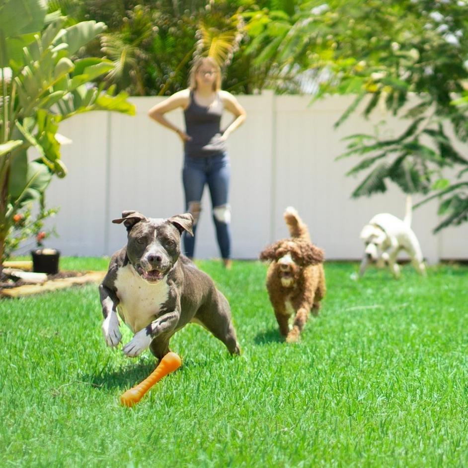 Enrichment Ideas for Dogs (Without Food) Potty Buddy™