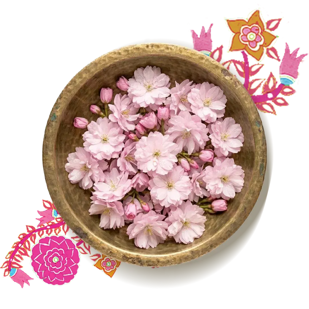 Wild Himalayan Cherry