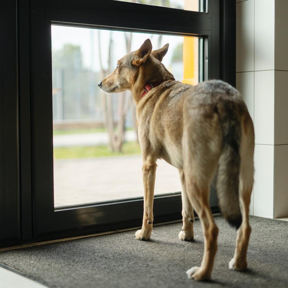 Old dog staring through the window