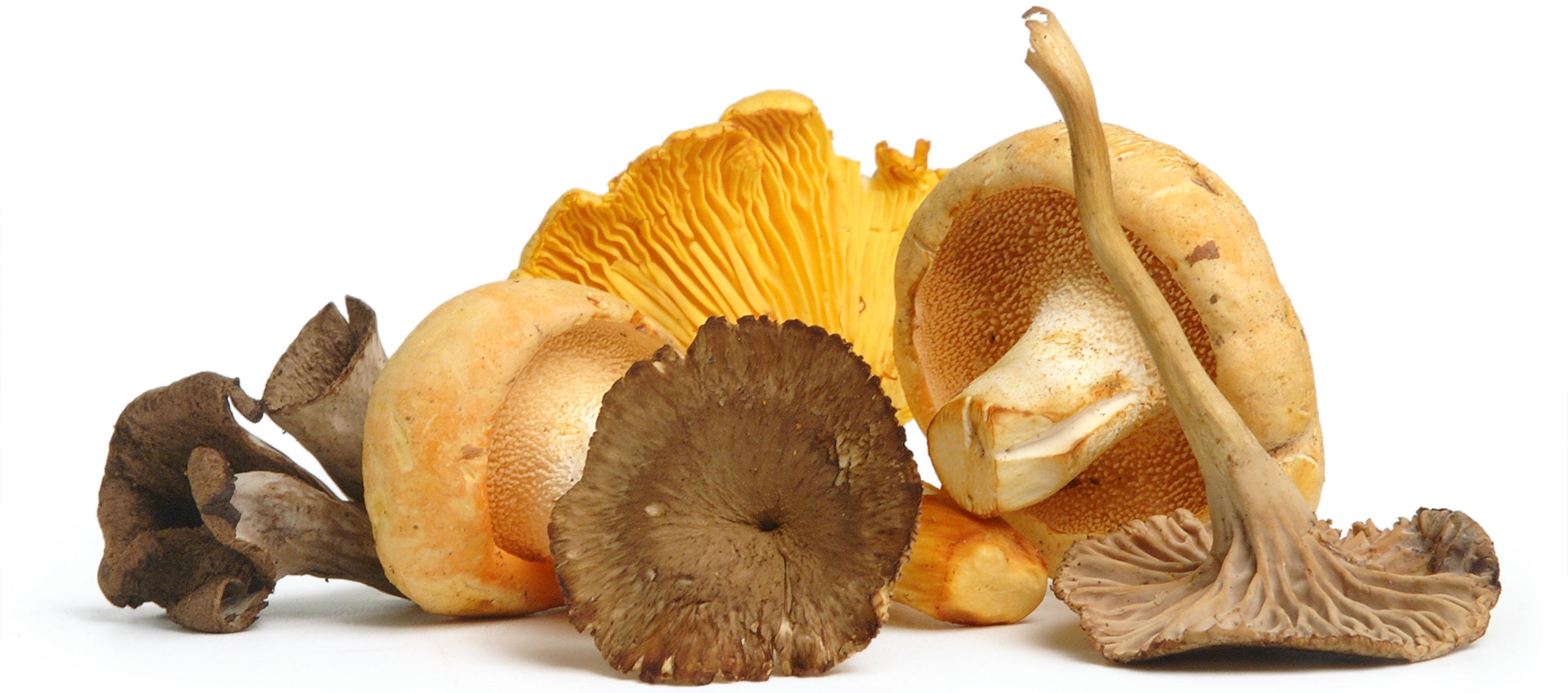 assorted mushrooms of different colors, brown, white, and orange on white background