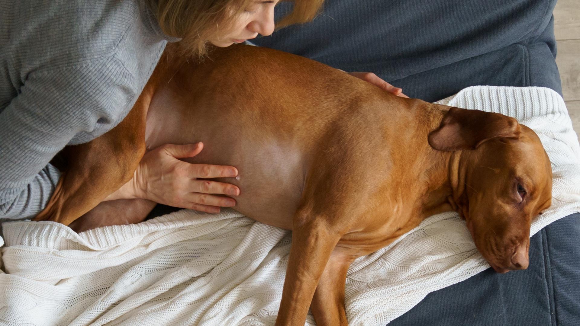 Taking care of sick pet