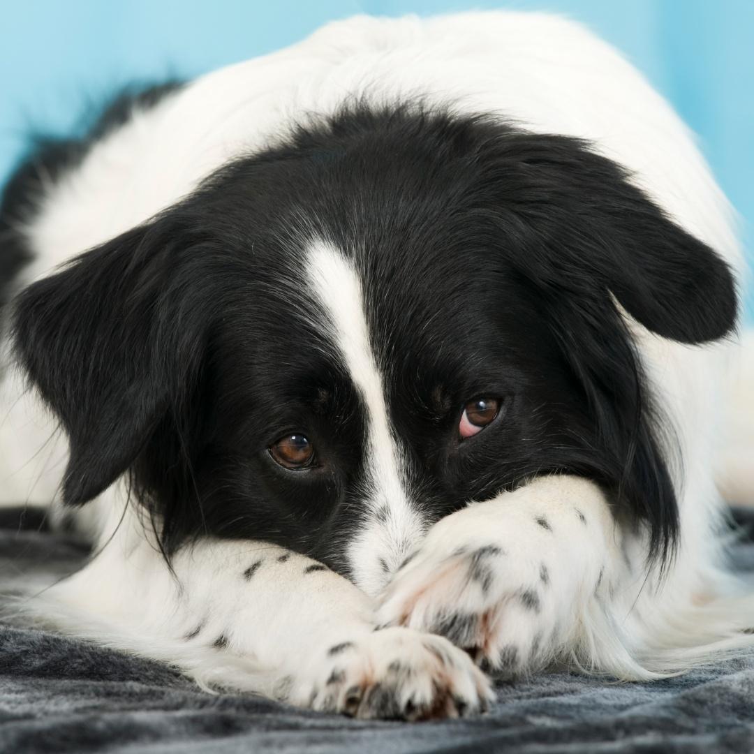 Lying mixed breed dog isolated on blue background