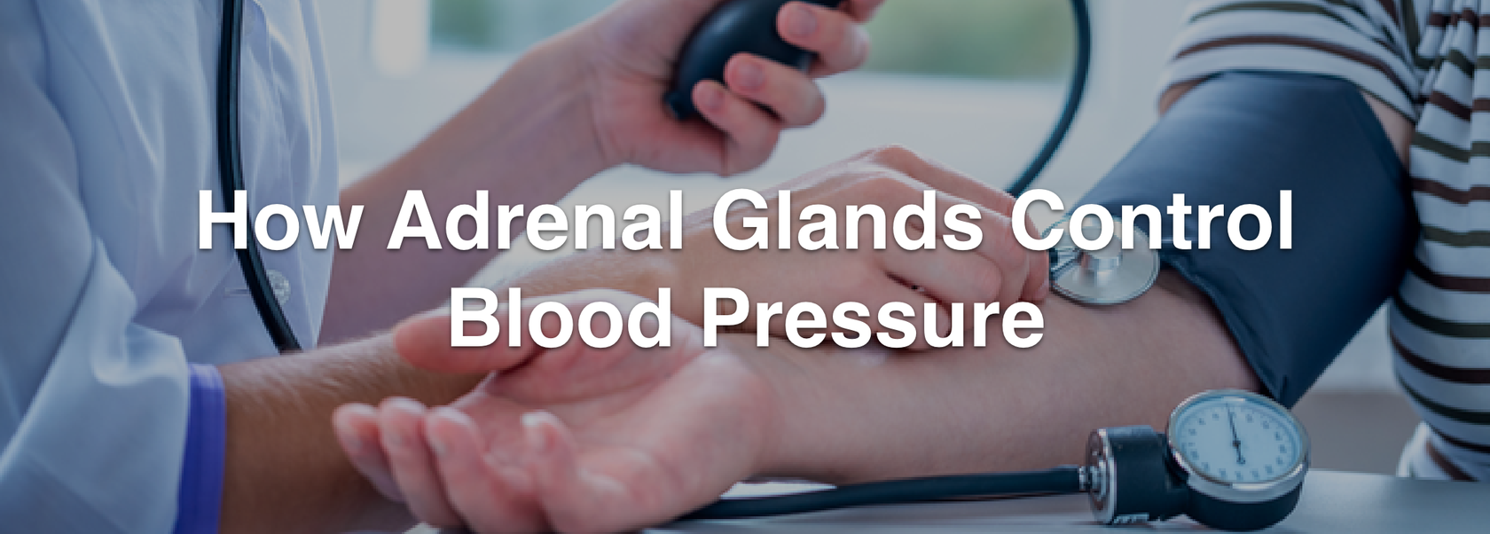 how-adrenal-glands-control-blood-pressure