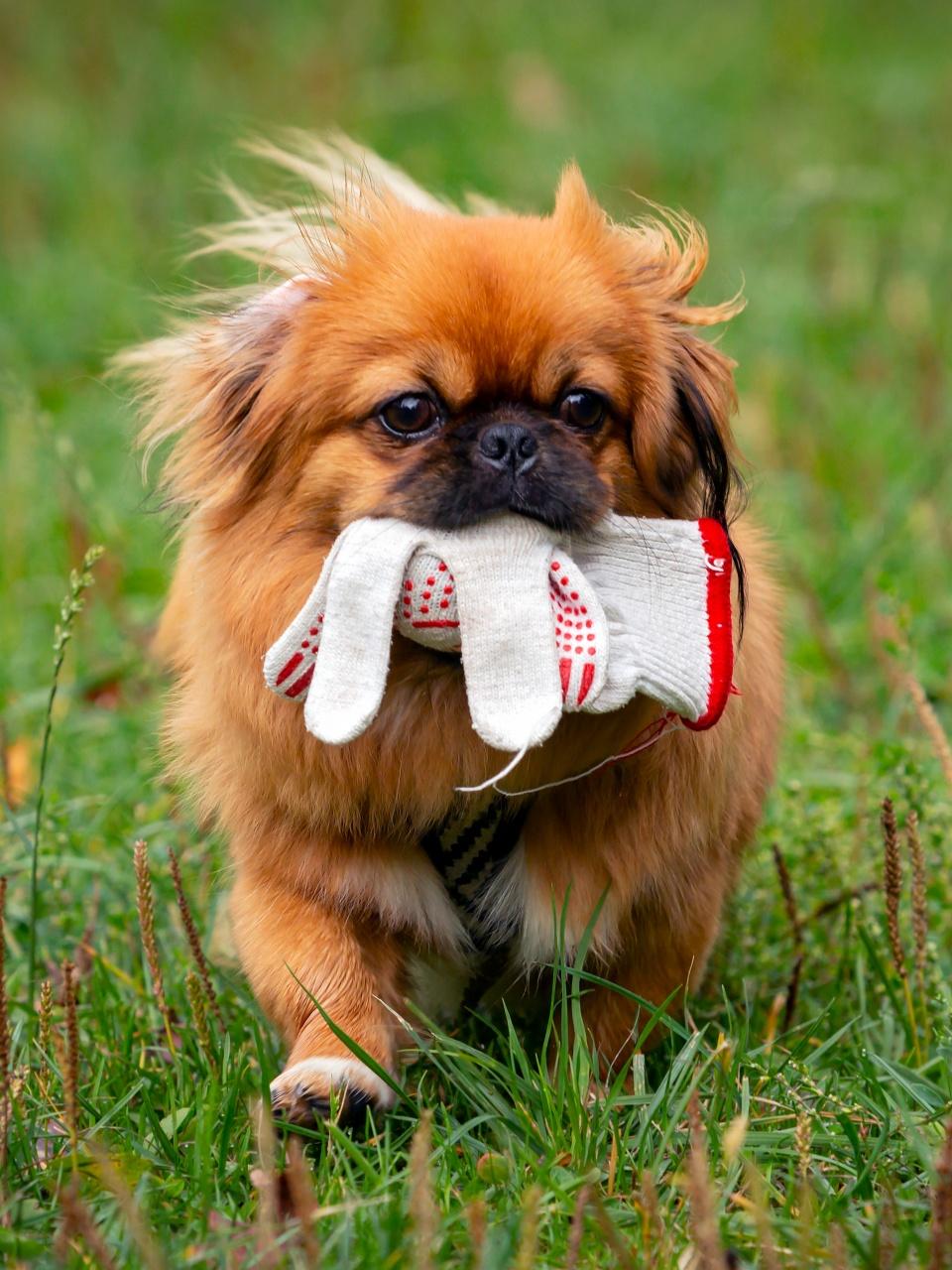 Pekingese dog