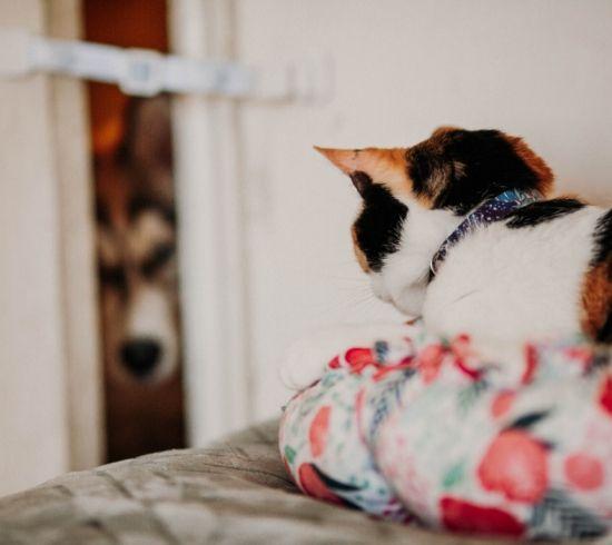 How to Introduce Cats to a Dog, Baby, or existing cat – Door Buddy