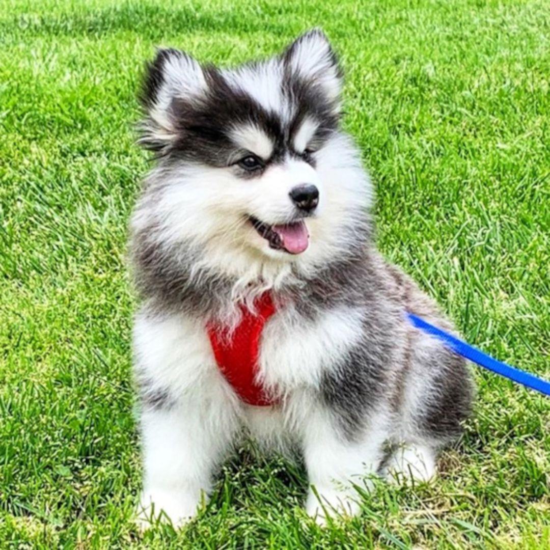 pomsky dog in garden