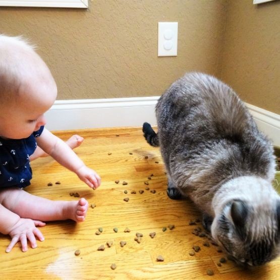 baby proofing cat food
