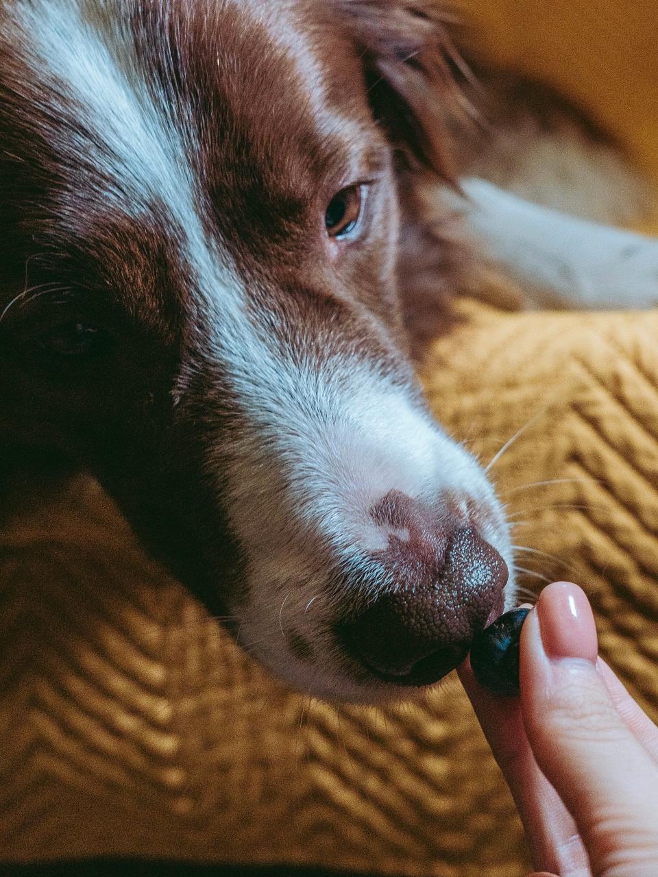 Dog eating blueberry from the hands
