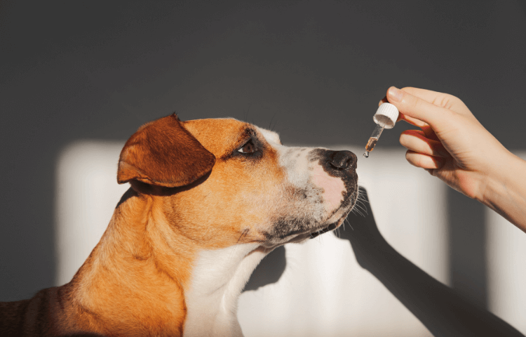 Door Buddy - Benefits of CBD for pets