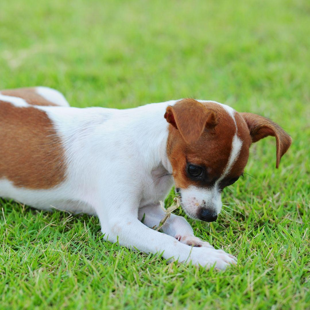 Jack Russell eating grass