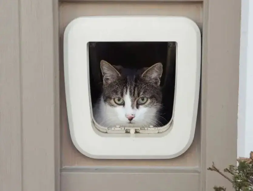 A cat peeks out from a cat door, its eyes focused on the outside world beyond the entrance.ng key precautions for expectant cat owners.