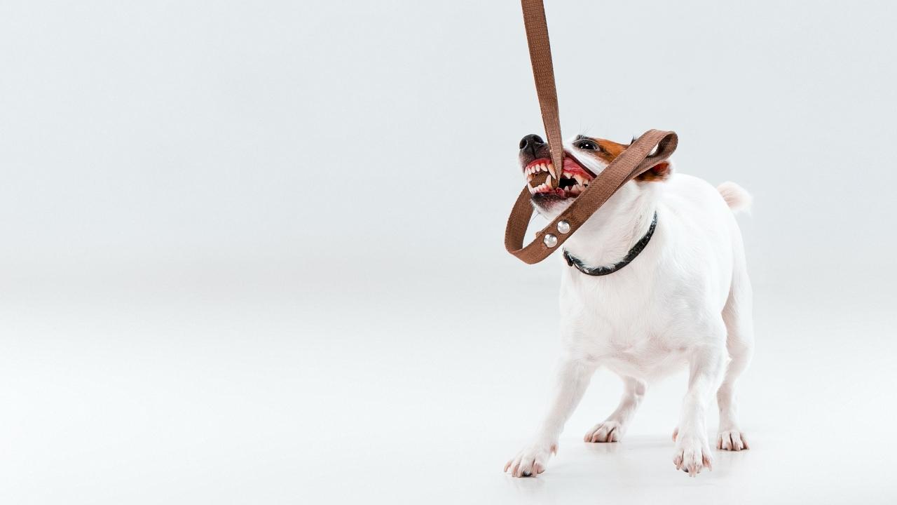 Small Jack Russell Terrier biting and pulling a leash