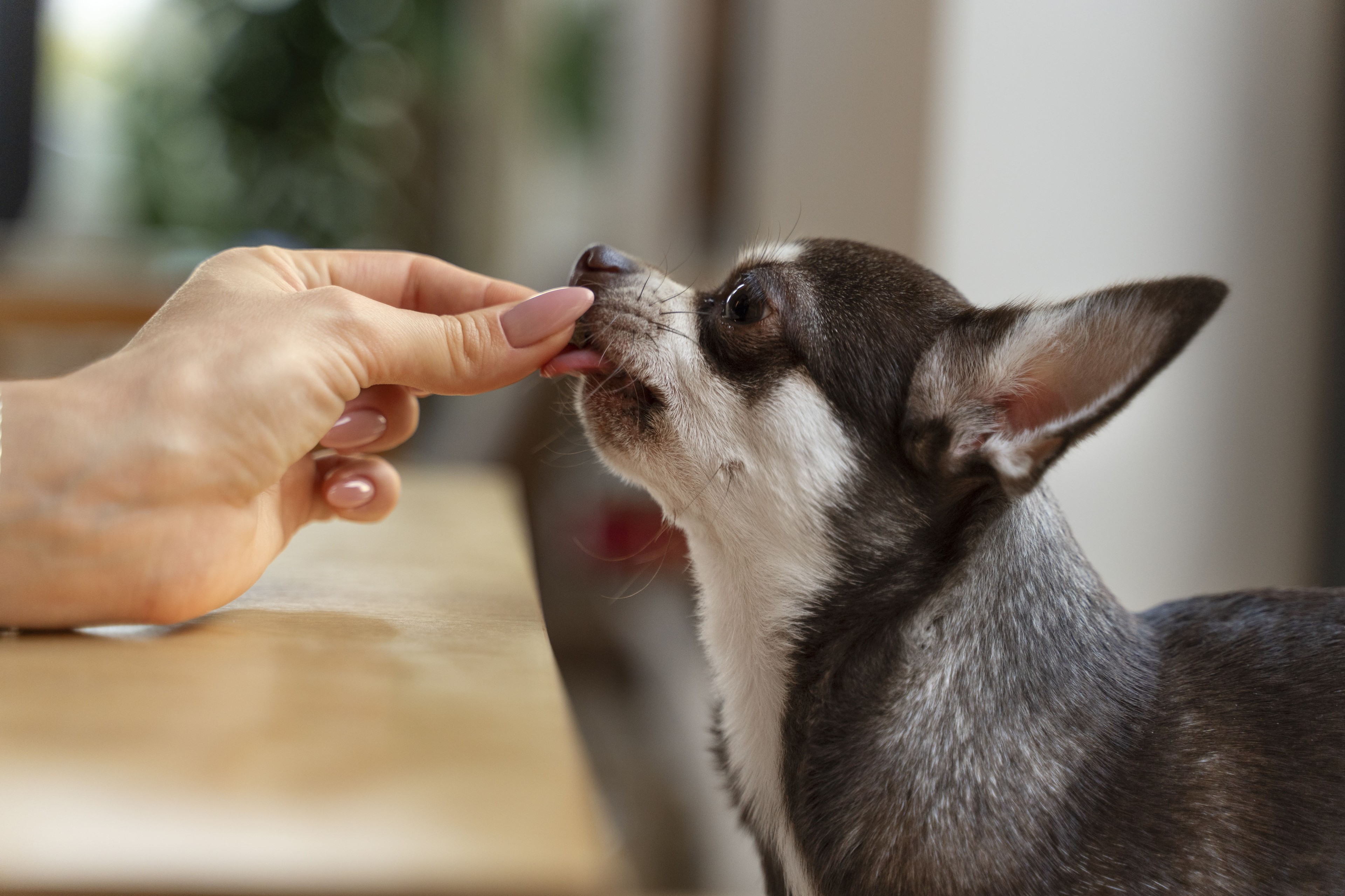 can you feed a dog too much liver