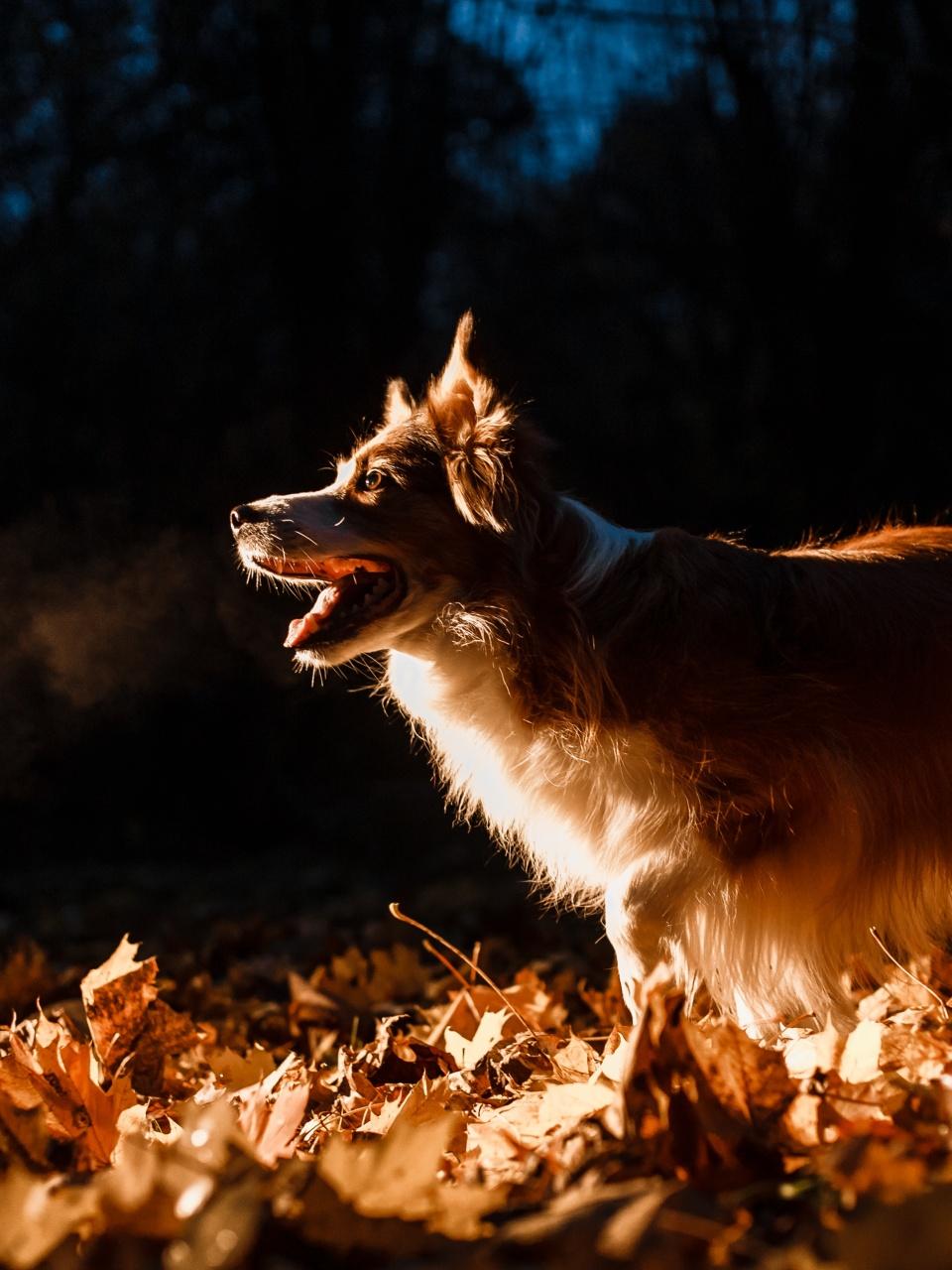 Border collie dog in autumn leaves at night