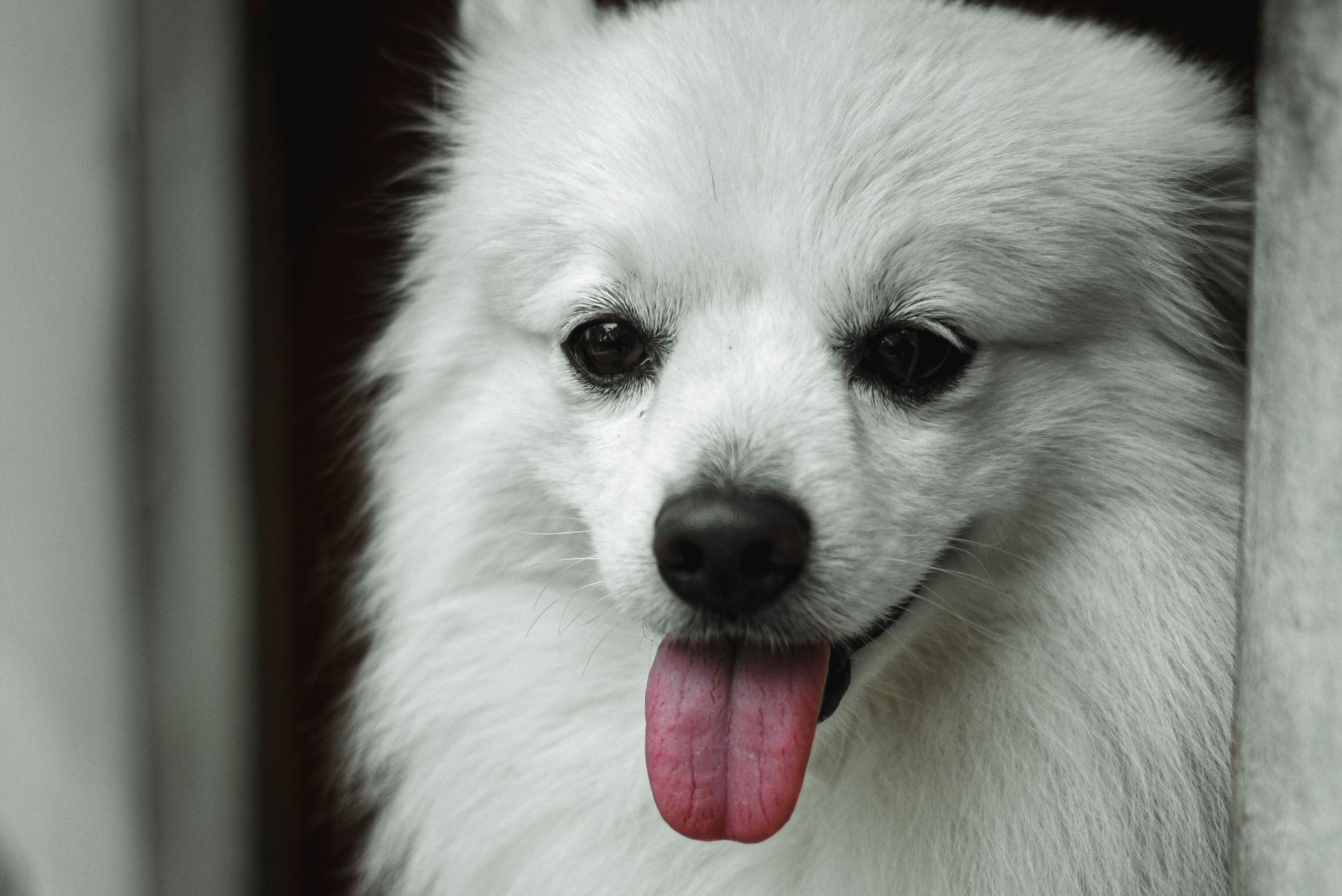 Close-Up Shot of Japanese Spitz