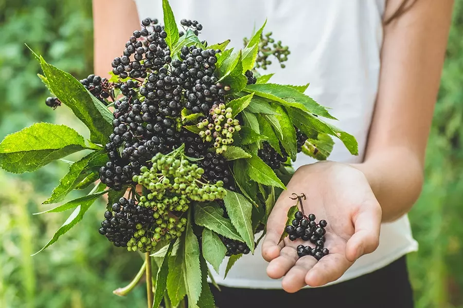Elderberry plants