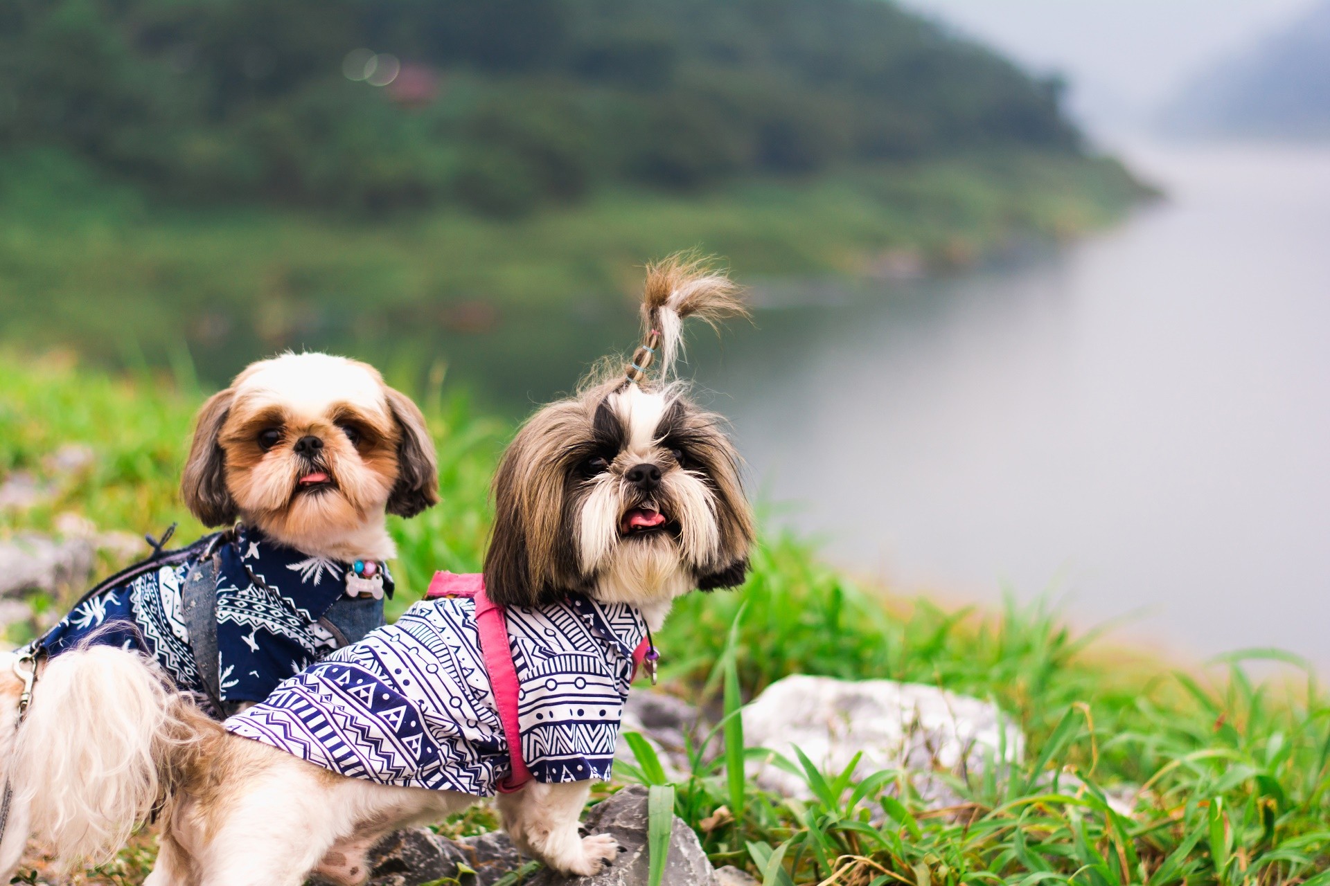 Two Shih tzu dog on grass
