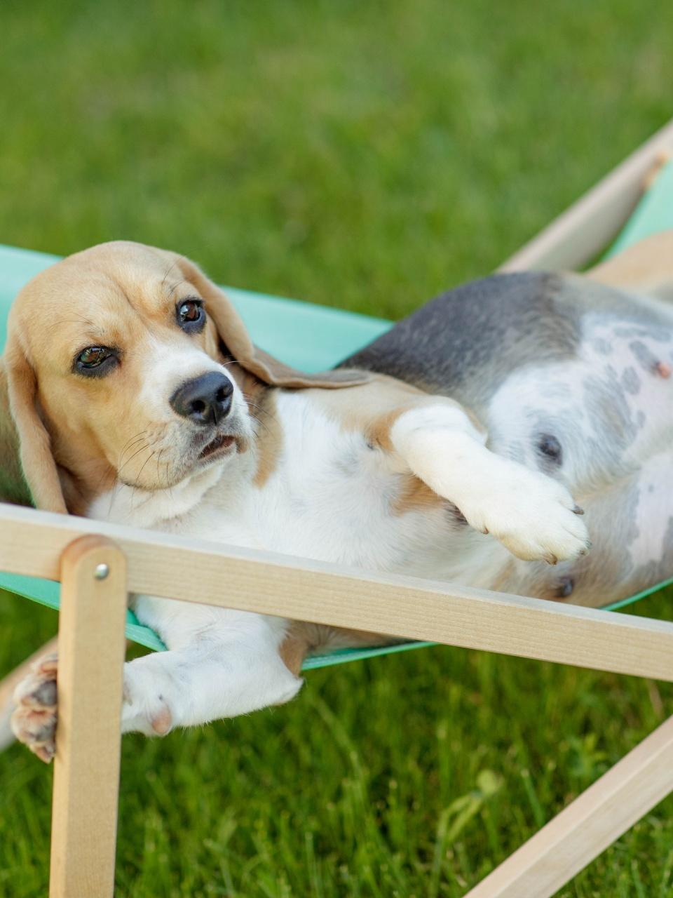 A beagle lounges on a green outdoor chair in the grass, lying on its back with one paw raised and a relaxed, curious expression.