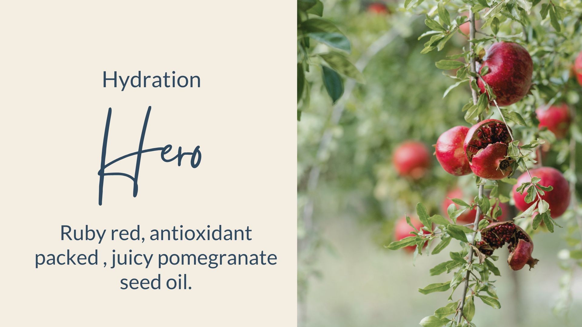Pomegranate Seed Oil |The Rose Tree