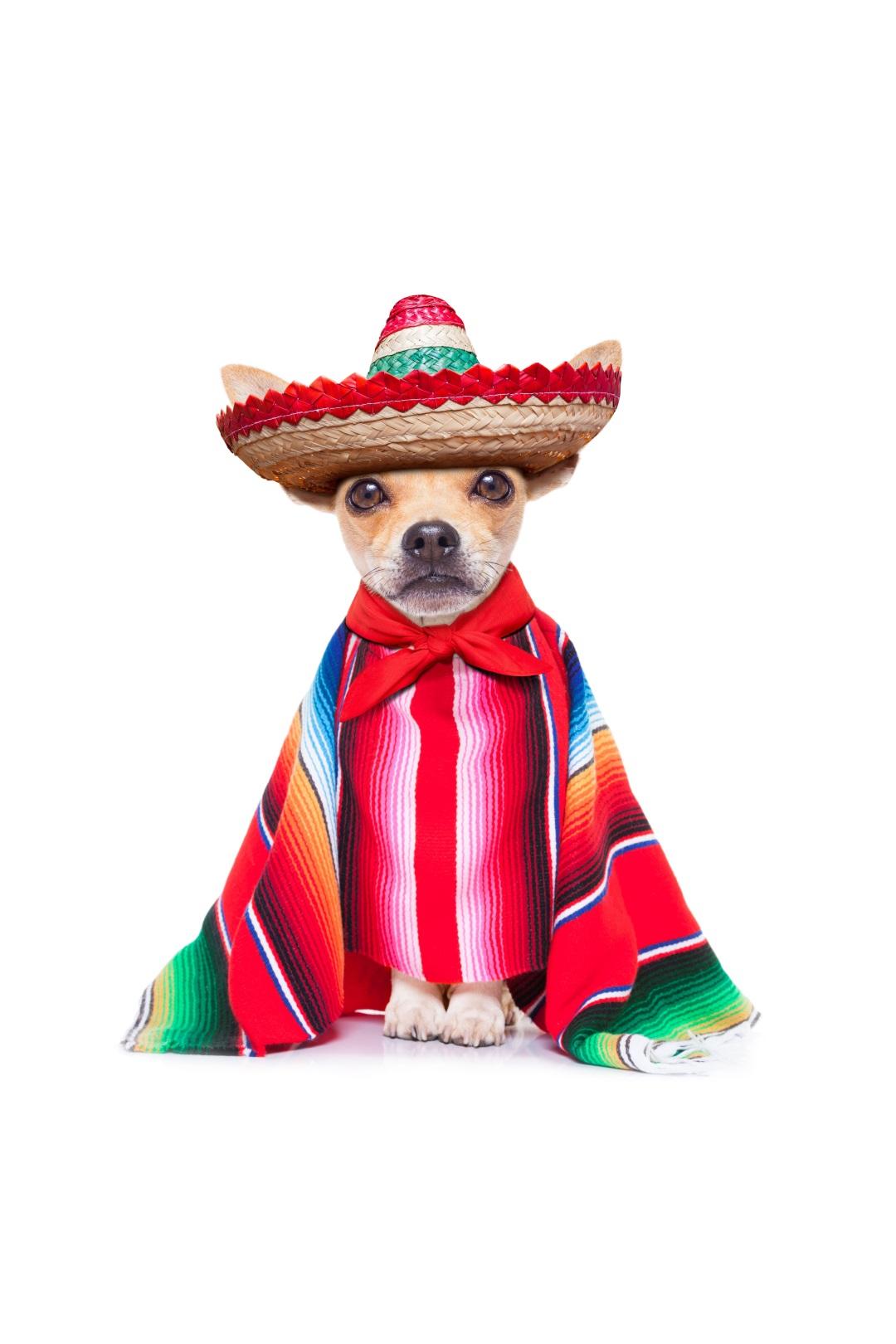 Mexican Chihuahua Boy