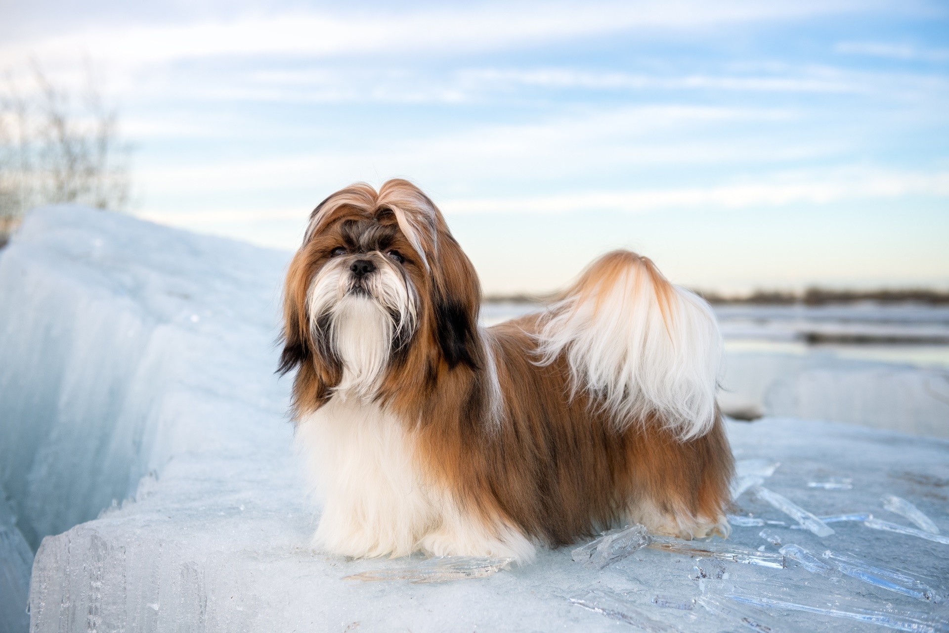 Shih Tzu standing on an ice floe with icicles