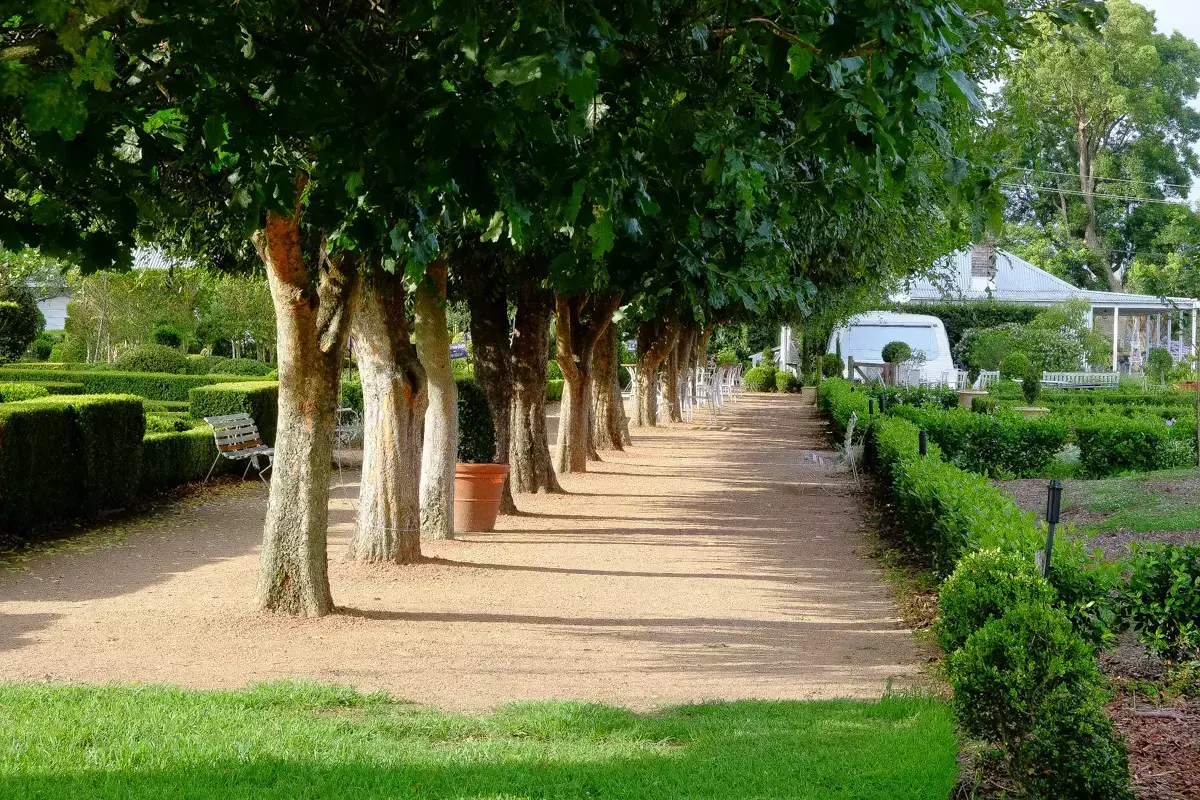 Tree-lined gravel pathway through a formal garden, featuring evenly spaced shade trees, manicured box hedges, garden benches, and a serene country estate setting with buildings visible in the distance.