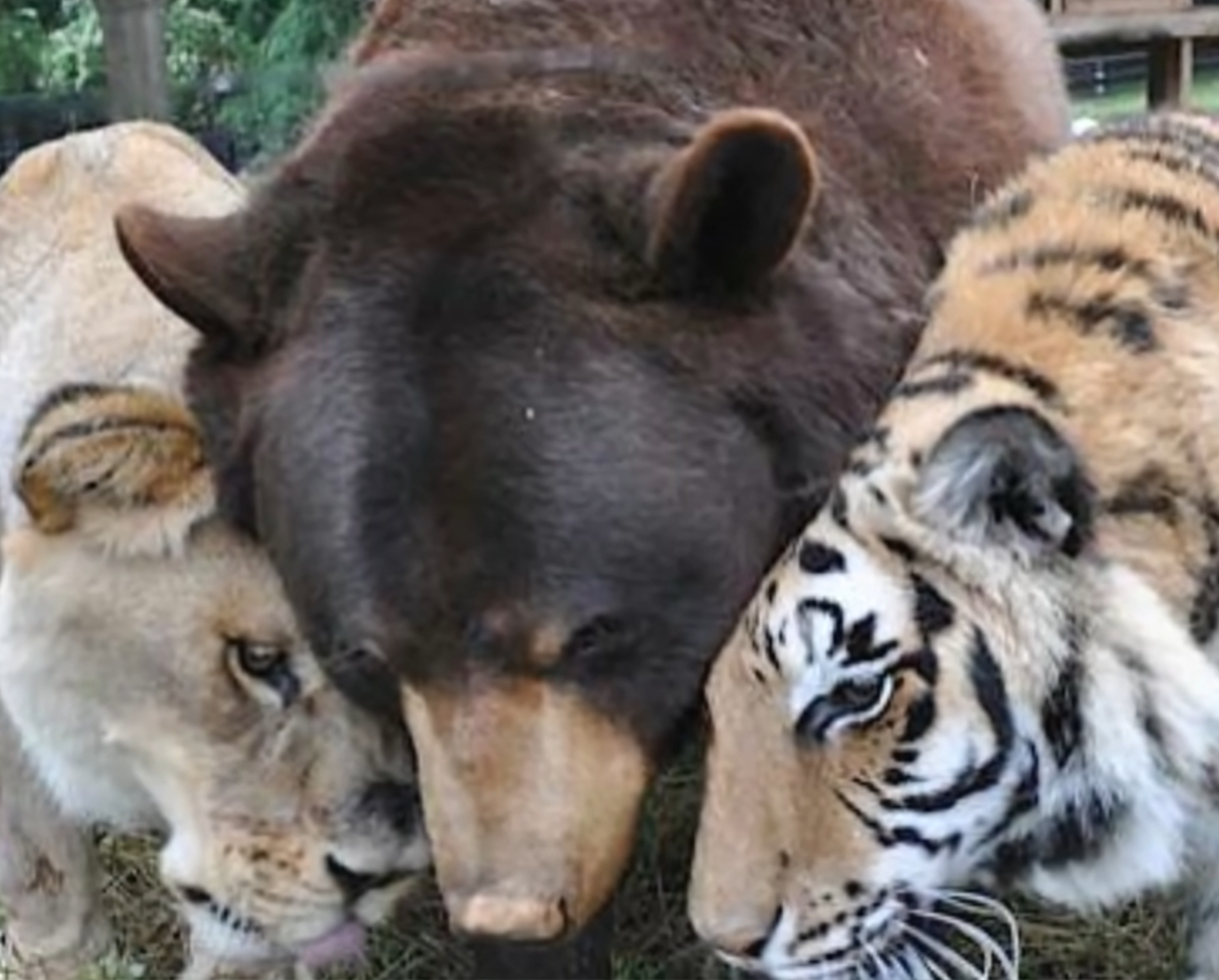 Tigar Shere Khan, medvjed Baloo i lav Leo