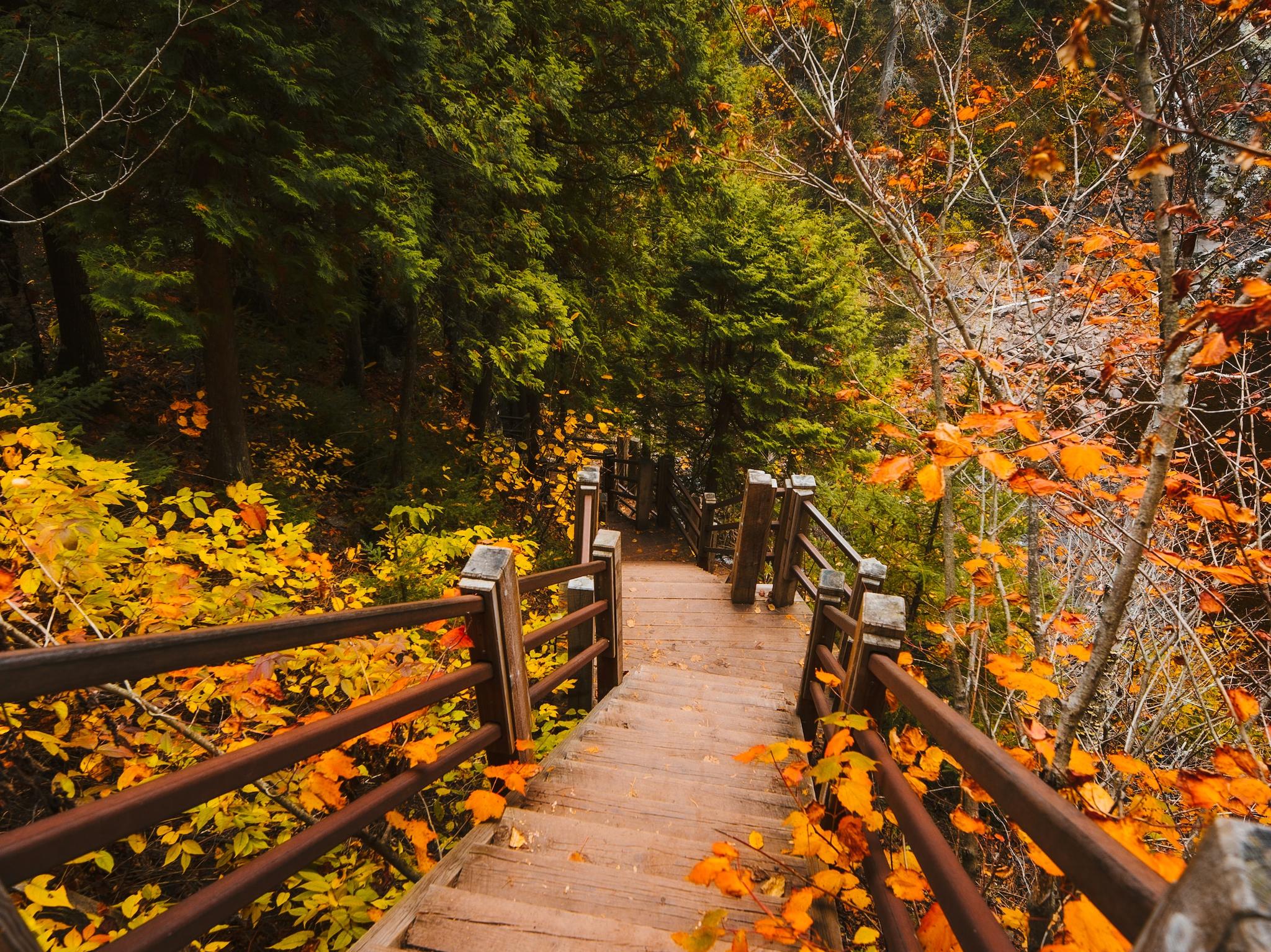 7 Journal Prompts for an Intentional Fall – Snarky Tea