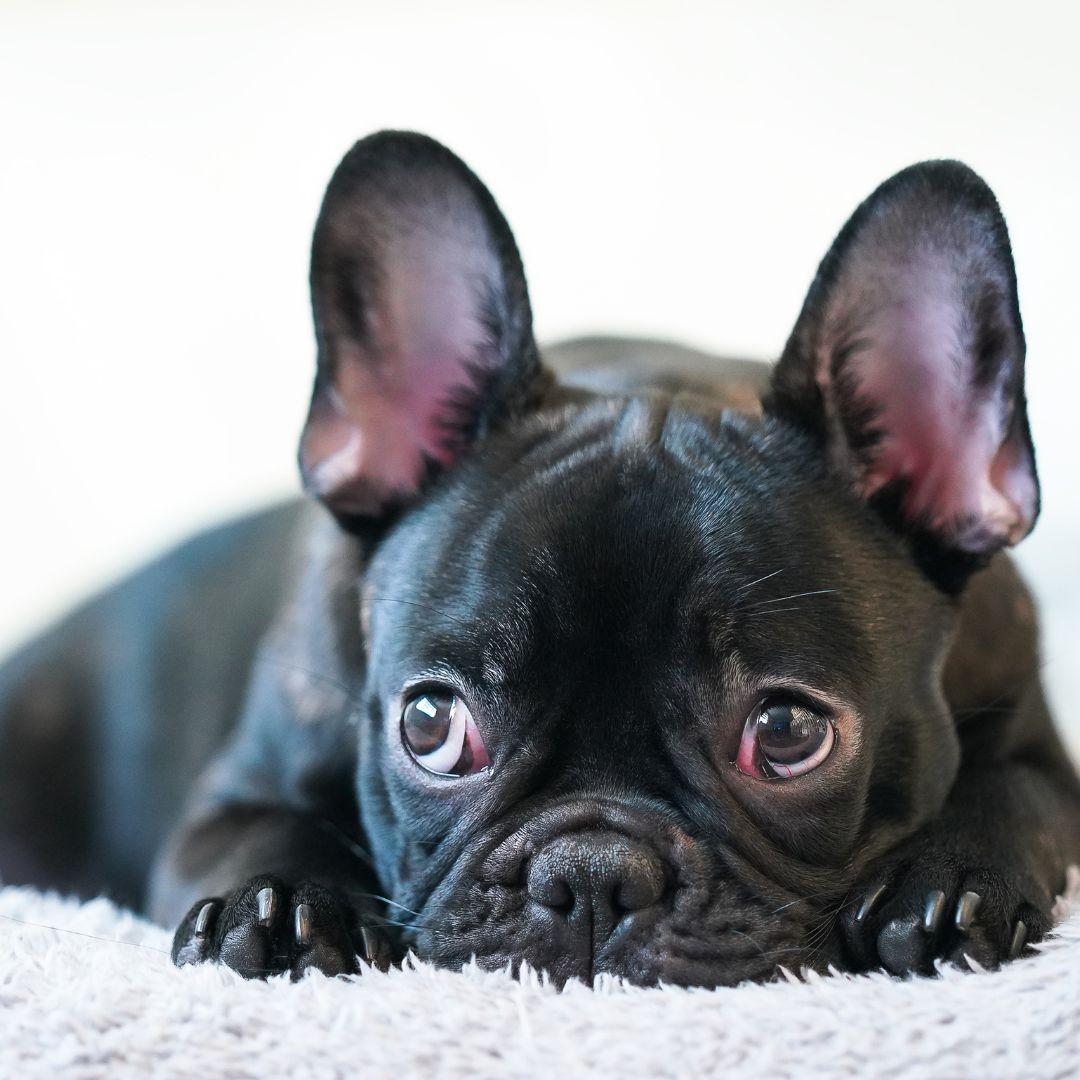 Black French Bulldog Puppy Lying on White Textile