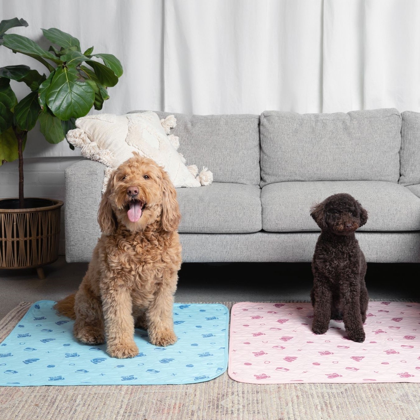 Two dogs sitting on a blue and pink potty pad