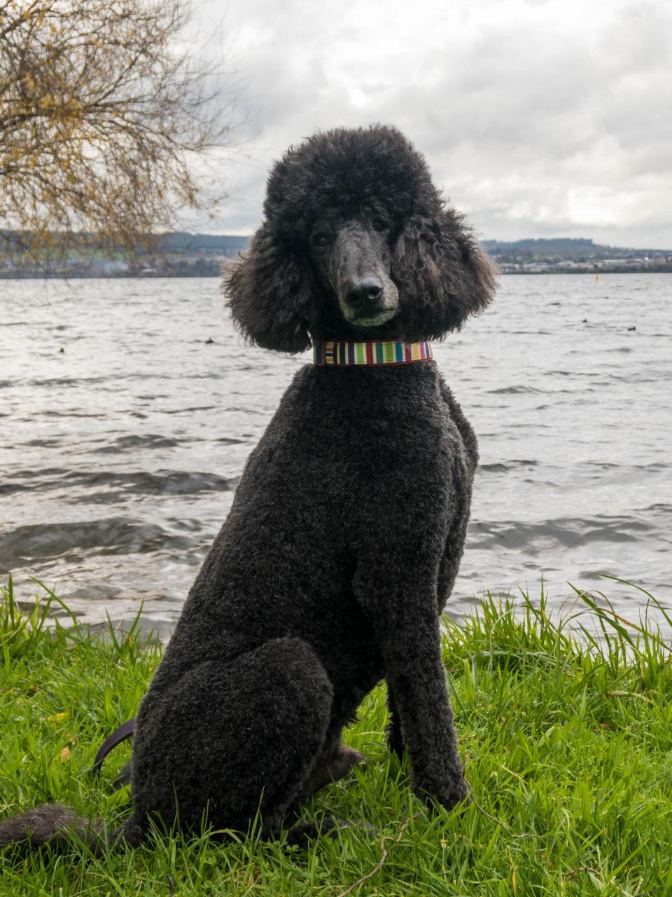 Black standard poodle sitting in the grass next to Lake Taupo, New Zealand.