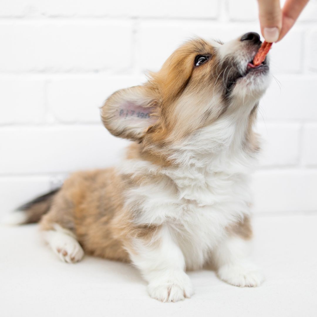 Corgi puppy receiving treat