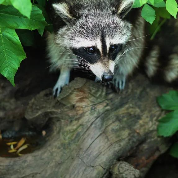 Racoons