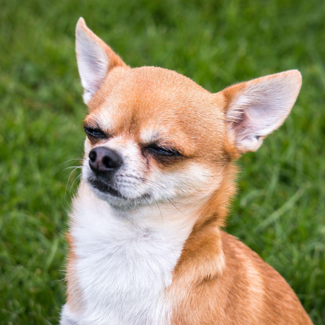 Chihuahua with eyes closed