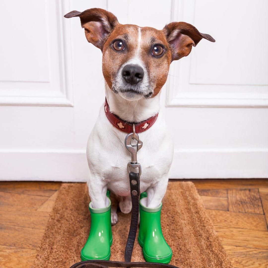 Dog wearing rain boots indoors