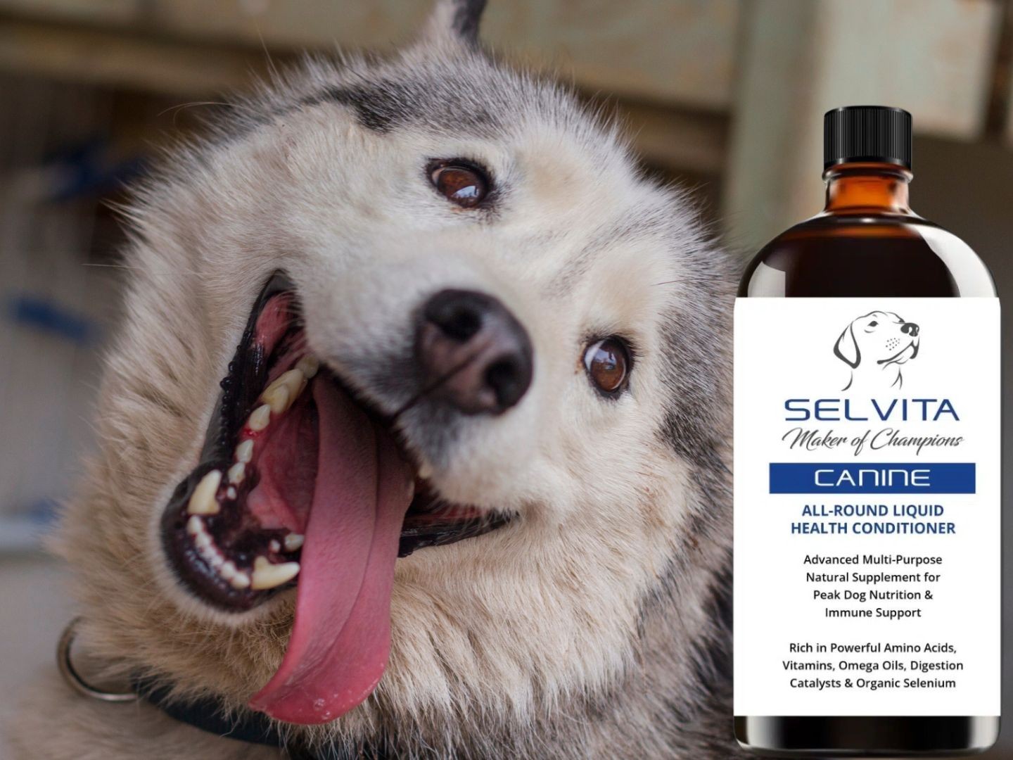 Selvita Canine Happy Dog with Product image