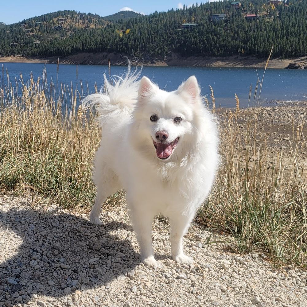 Fluffy white american eskimo dog