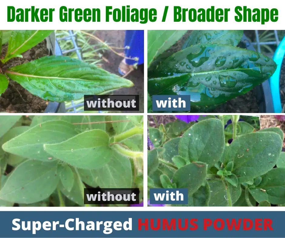 Humus Powder Darker Green Foliage/ Broader Shape