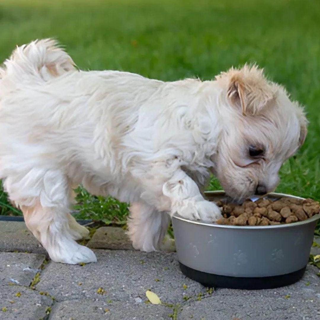 maltipoo dog eating food