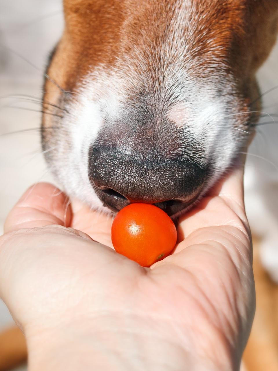 Dog with tomato offered by owner, close up.