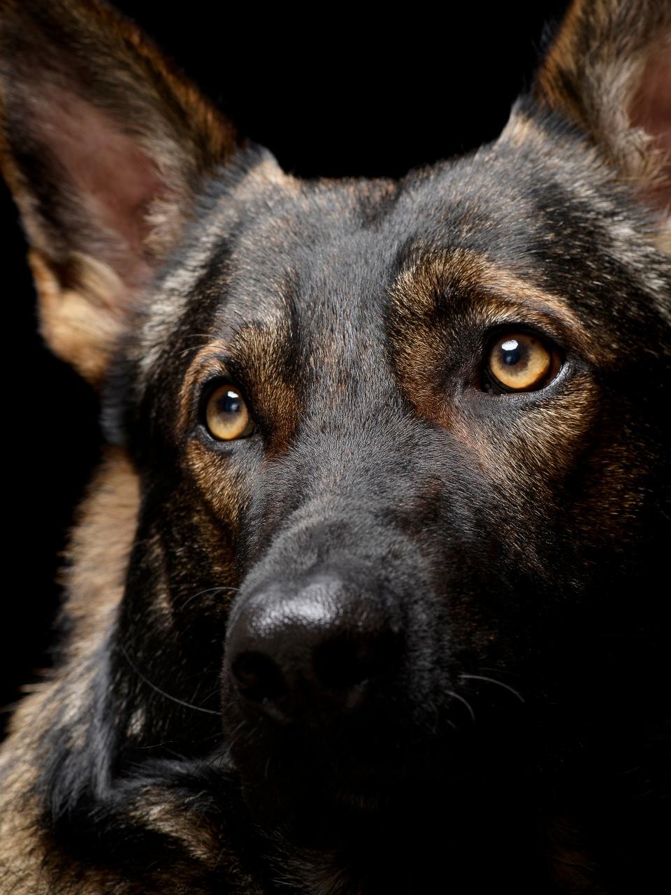 Portrait of an adorable German Shepherd dog looking up curiously - isolated on black background.